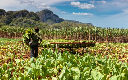 2025년 유럽 최대 시가 박람회(InterTabac) 신제품 트렌드 및 현장 스케치