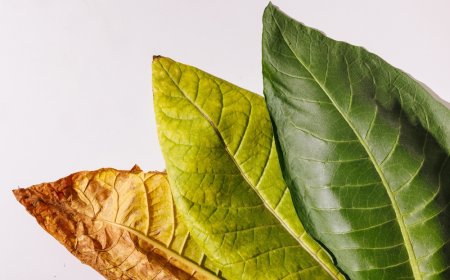 '빈티지' 시가란 무엇인가? 2025년 기준으로 투자 가치가 높은 희귀 시가 목록