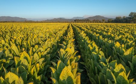 2025년 쿠바 시가 '지역 한정판(Regional Edition)' 출시 리스트와 예상 가격