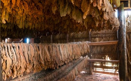 '시가 보관함(Humidor)' 스마트 시대: 앱 연동 기능의 발전과 사용 후기