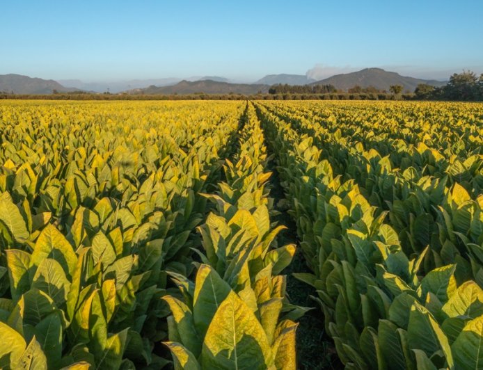 2025년 쿠바 시가 '지역 한정판(Regional Edition)' 출시 리스트와 예상 가격