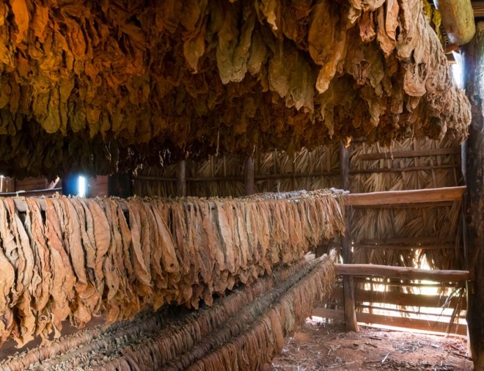 '시가 보관함(Humidor)' 스마트 시대: 앱 연동 기능의 발전과 사용 후기