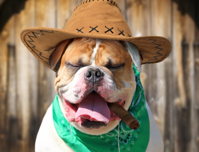 [시가 일기] 2025년, 오늘 나는 어떤 시가를 태웠나? 인증샷과 테이스팅 노트 공유