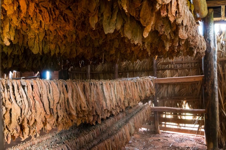 '시가 보관함(Humidor)' 스마트 시대: 앱 연동 기능의 발전과 사용 후기