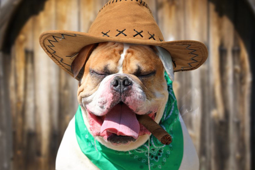 [시가 일기] 2025년, 오늘 나는 어떤 시가를 태웠나? 인증샷과 테이스팅 노트 공유